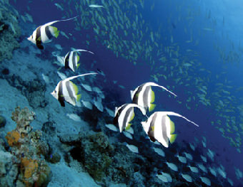 ACQUARIO VILLA - Praslin