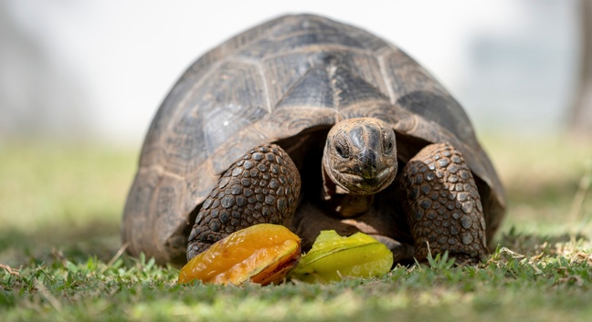 EDEN'S HOLIDAY VILLAS - Mahé