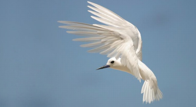 BIRD ISLAND LODGE - Bird